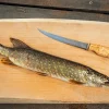Couteau Arctic Legend Fillet Knife AL023 artisanal lame 16cm manche en bouleau frisé + étui en cuir