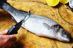 Couteau Marttiini Fish Cleaner 175019 lame 10cm manche caoutchouc + étui